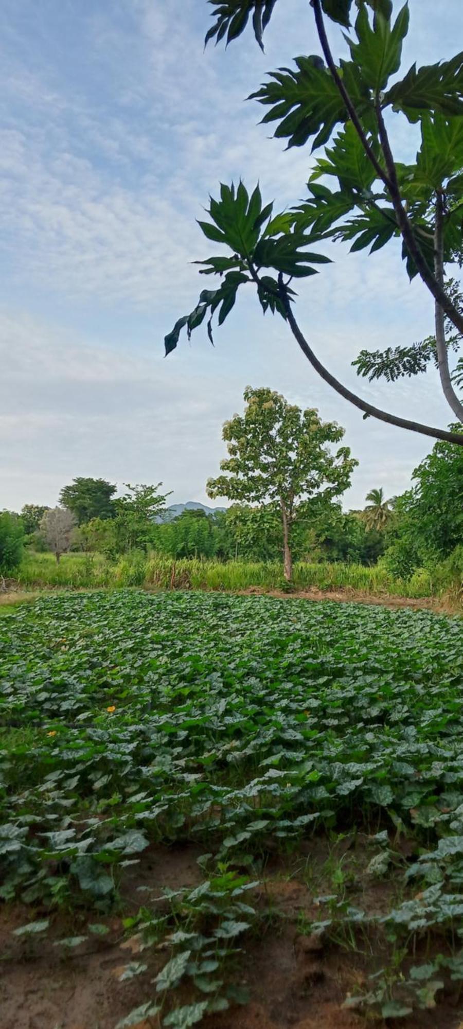 Gimhana Homestay Sigiriya Buitenkant foto